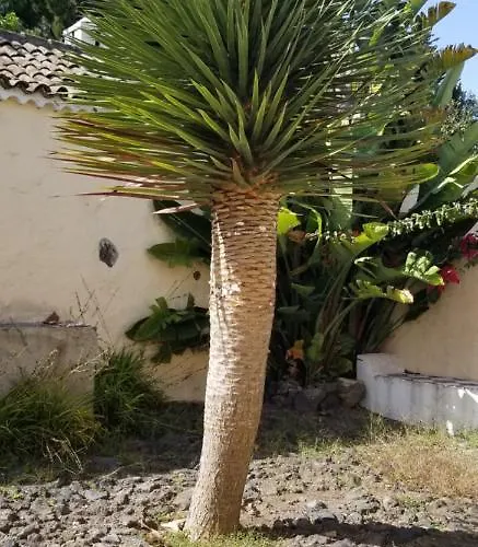 La Casita De La Vega Icod de los Vinos